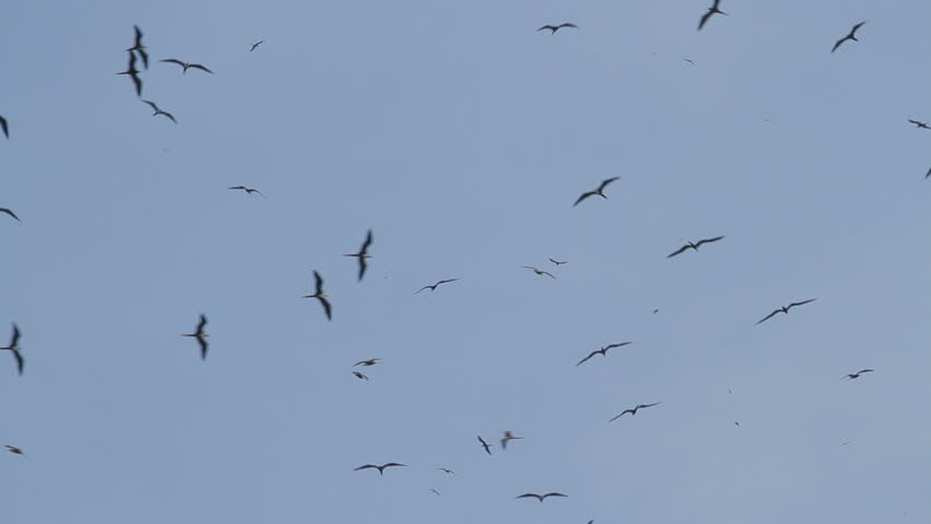 Flock of silhouetted Frigate bird flying, las Perlas archipelago, Panama, Central America