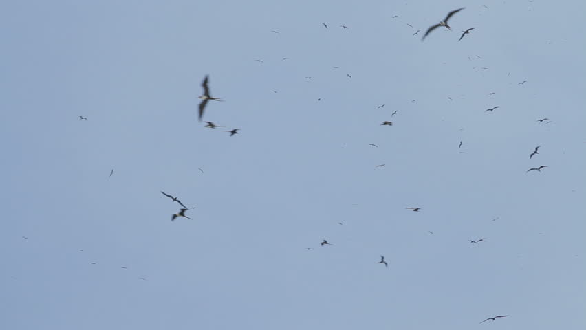 Flock of silhouetted Frigate bird flying, las Perlas archipelago, Panama, Central America
