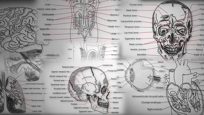 Human Body Parts animation illustration