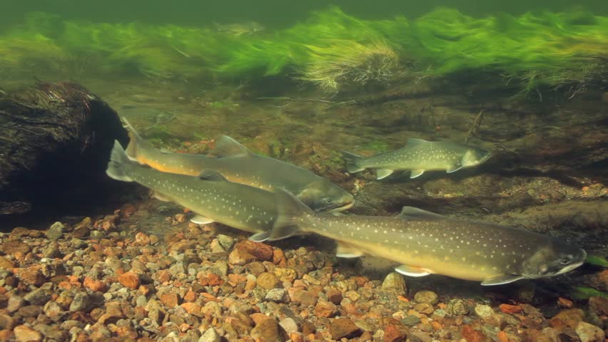 Underwater footage of arctic chars (Salvelinus alpinus) in clear water river, Greenland