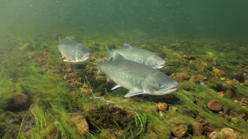 Underwater footage of arctic chars (Salvelinus alpinus) in clear water river, Greenland