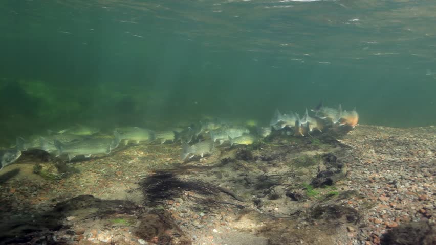 Underwater footage of arctic chars (Salvelinus alpinus) in clear water river, Greenland