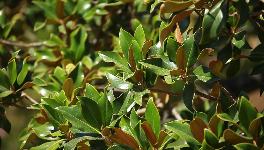 Magnolia tree over blured background