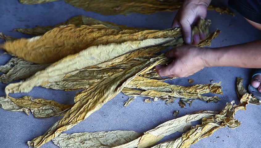 clean tobacco leaves by hand
