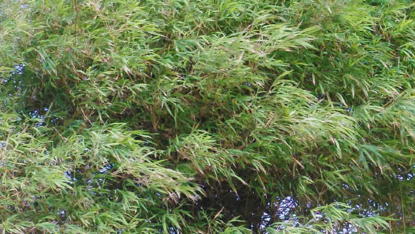 bamboo and wind flow.