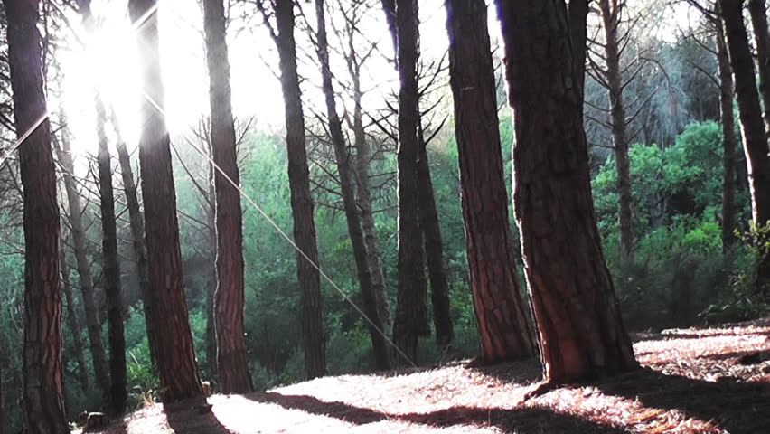 Trees and Sun
