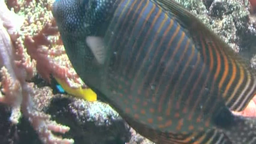 Reefscape