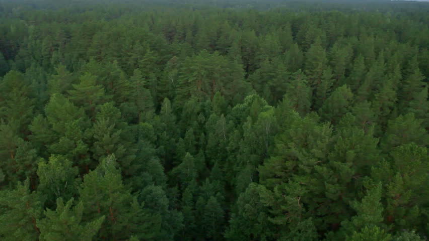 flight over beautiful evergreen forest