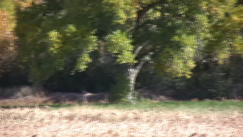 A harrier (hawk) soars back and forth across a field in the fall in search of a meal.  HD