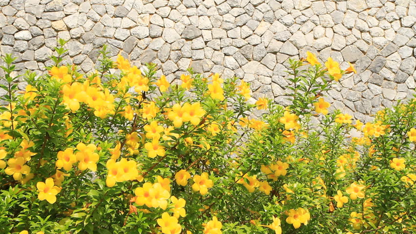Flower is winding front brick wall
