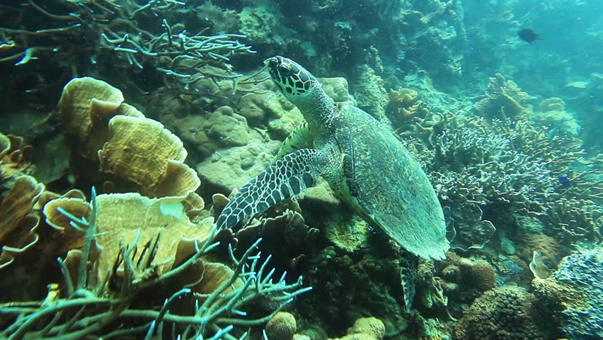 Hawksbill sea turtle (Eretmochelys imbricata) on the coral reef