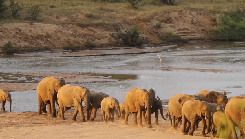 A shot of the herd of elephants on dry land after crossing the river