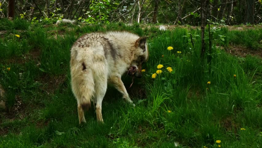 Image Result For Wolf Stock Footage Image Result For Wolf Stock Footage