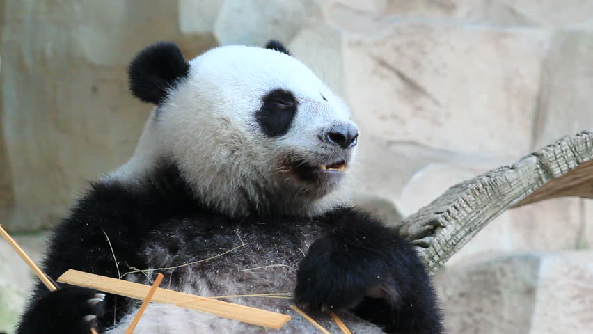 panda bear
