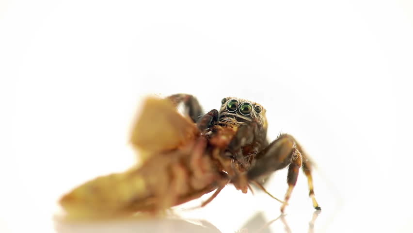 Closeup of jumping spider feeding on living clothes moth