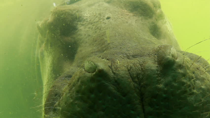 hippopotamus sleeping in water for a long time