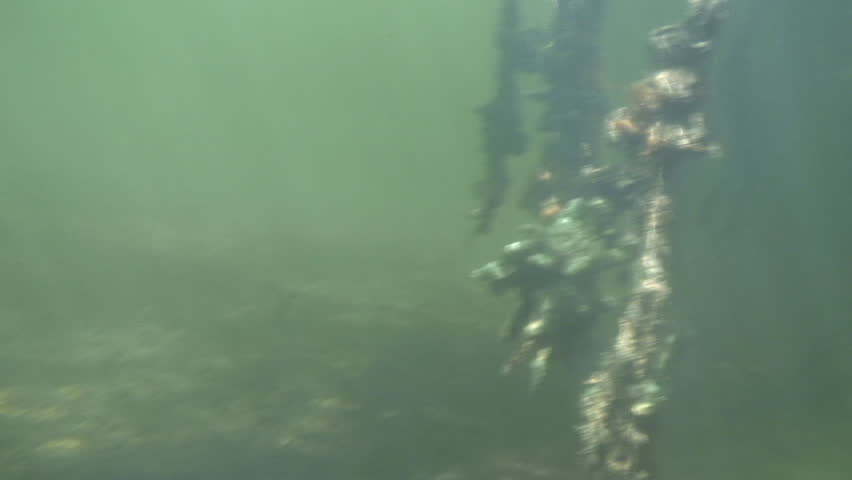 Swimming among the roots of mangrove trees underwater