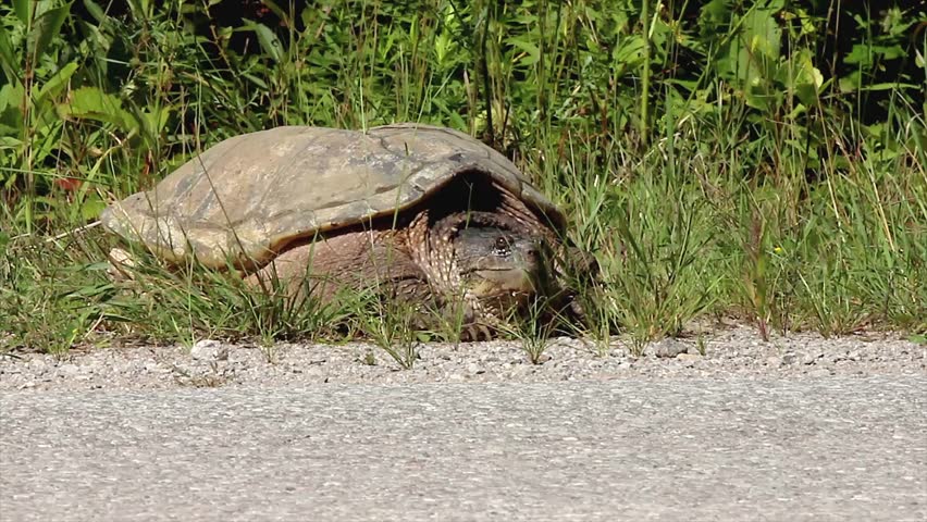 A Snapping Turtle (Chelydra serpentina) Looks Out Onto the Road as a Car Speeds By. Road Mortality is a Leading Cause of Decline in Turtle Species.