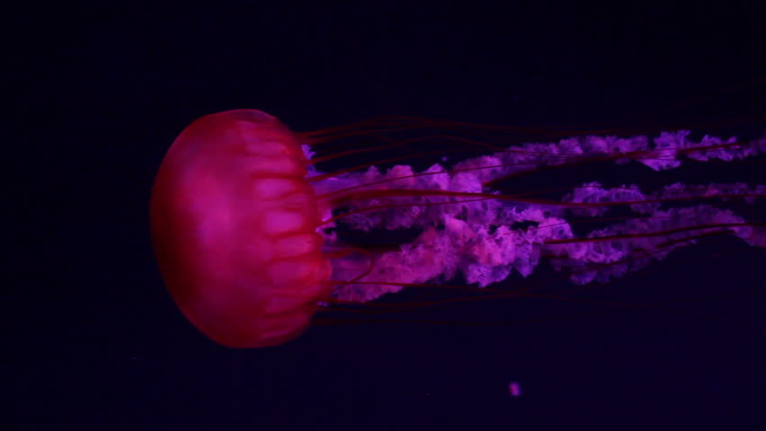 red jellyfish medusa in a black void