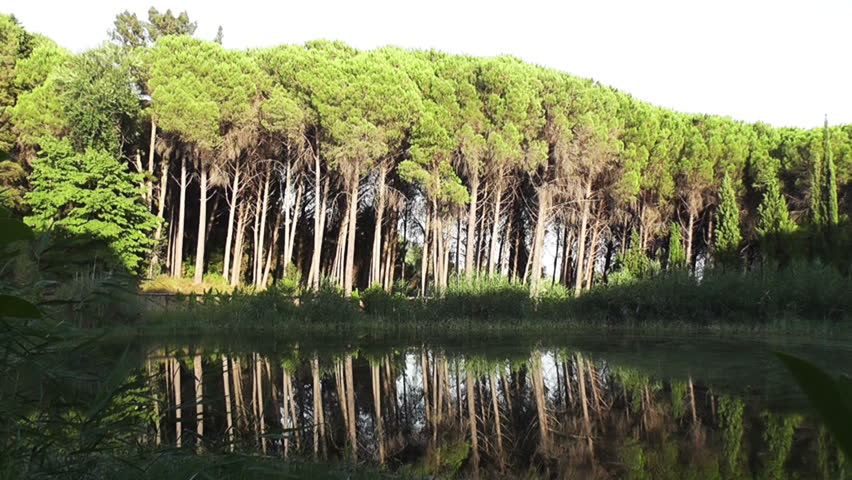 Trees and Forest