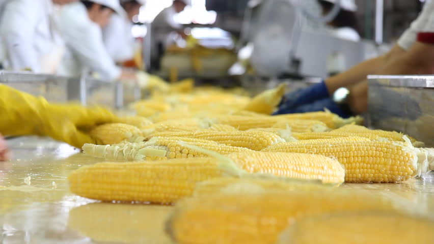Corn processing factory
