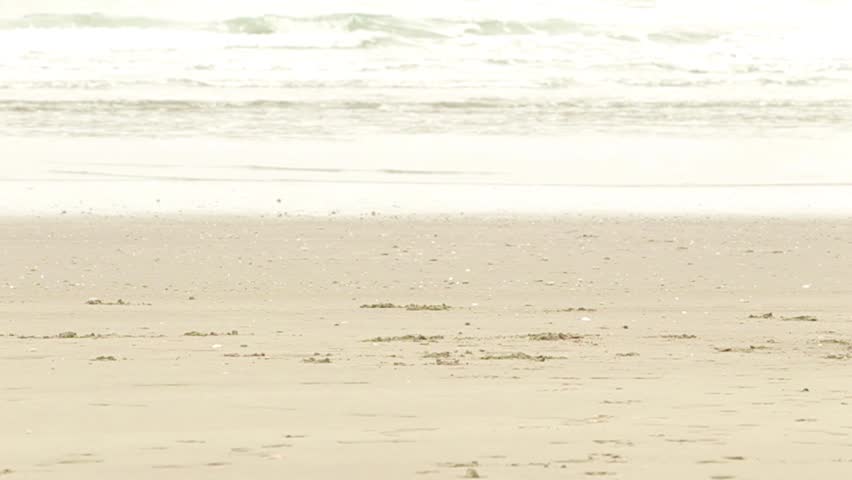 Adult Rottweiler purebred chasing a ball on the beach, slow motion HD footage