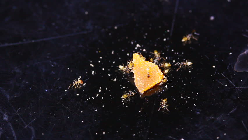 Ant group eat scrap food on table