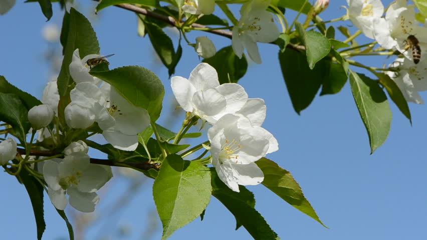 bee on white apple tree blossoms and wind