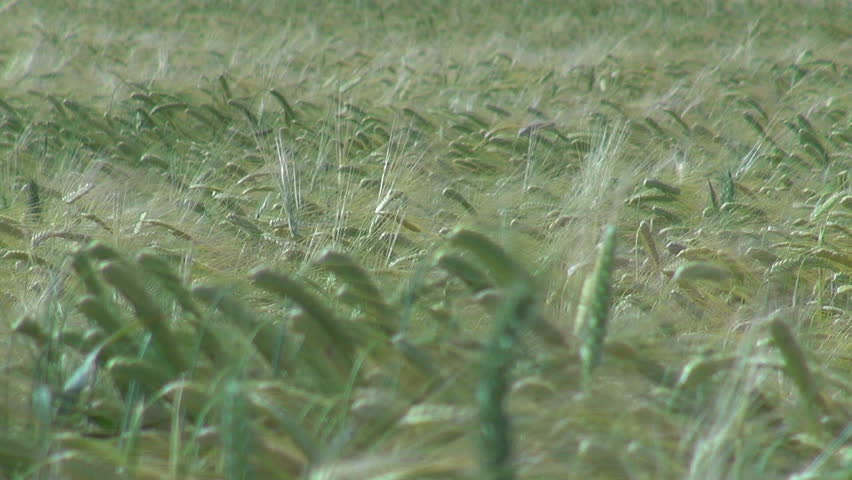 Beautiful field of wheat