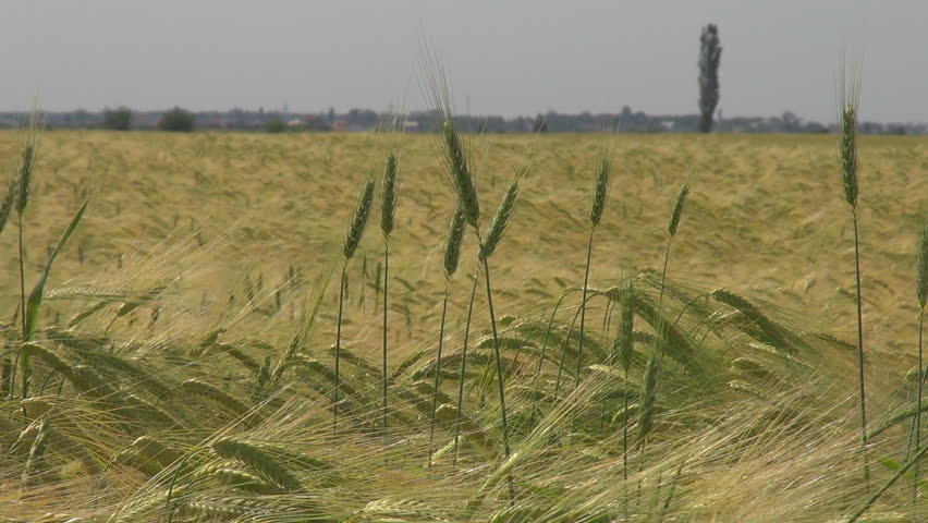 Beautiful field of wheat