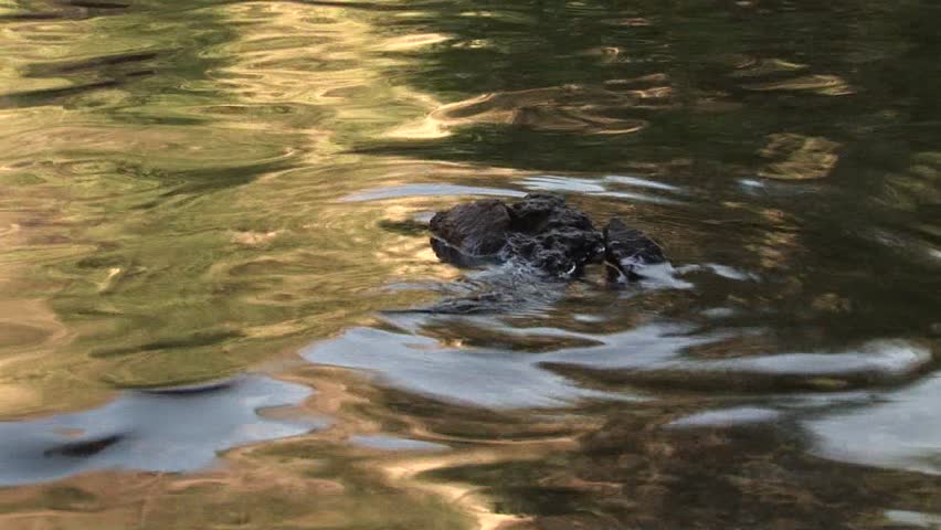 river, Stream, sun fleck water surface,
