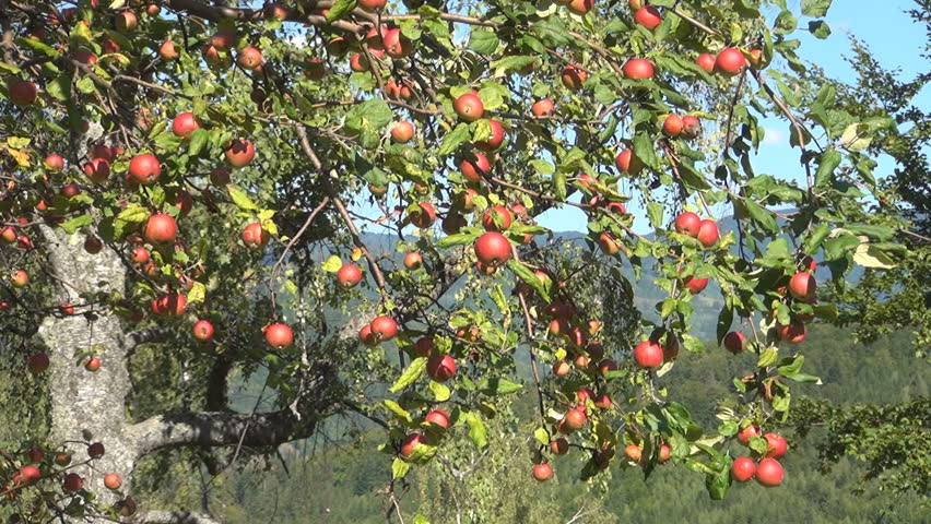 Apple Tree, Branches of Apples, Ecological Apples, Organic Fruits, Apple Orchard
