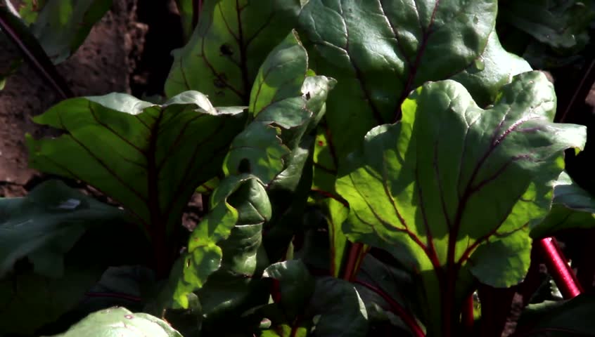 beet sprouts on a bed, shallow depth of field 