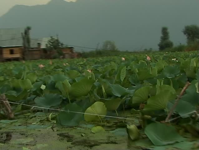 Canoe boat loaded with vegetables passing lotus field on Dal lake in Srinagar, Kashmir
