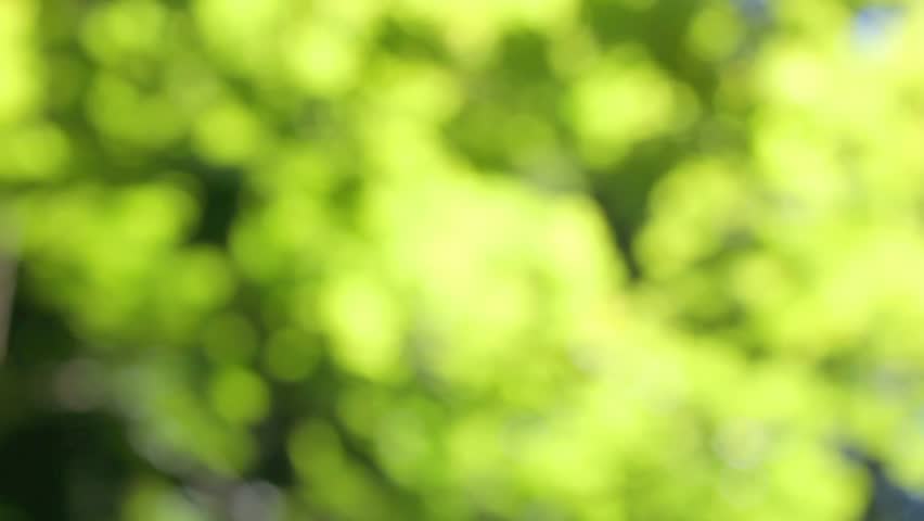 leaves in the sun