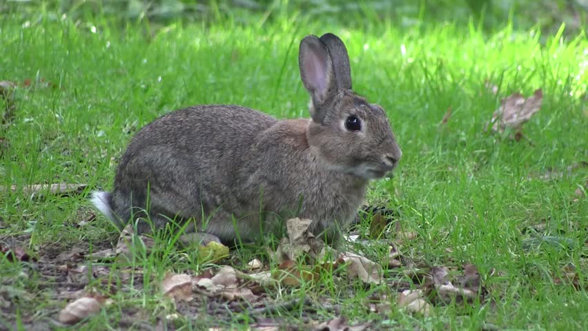 Rabbit nibbling grass in a wood, in England.  