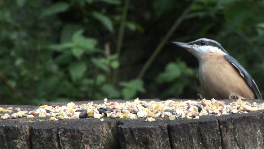 European Nut Hatch on Stump