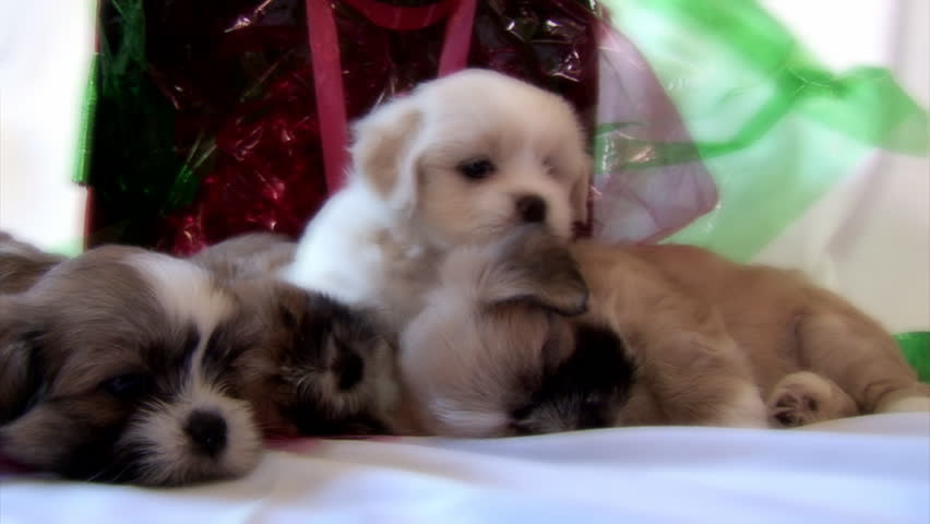 Cute Puppies with Gift Wrapping 