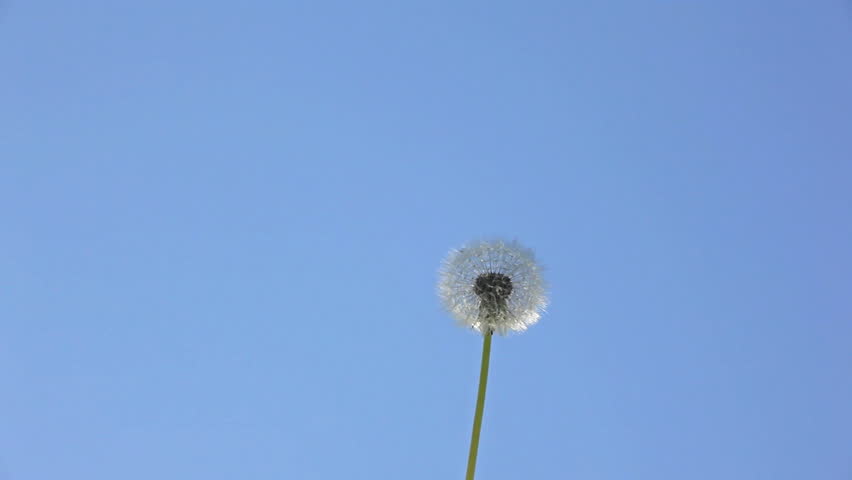 Dandelion in the wind 