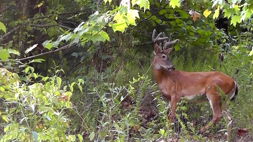 A 4 point whitetail deer buck stops to nibble at some leaves