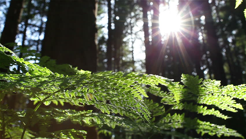 Sun Glimmering through Ferns tracking, dolly shot 