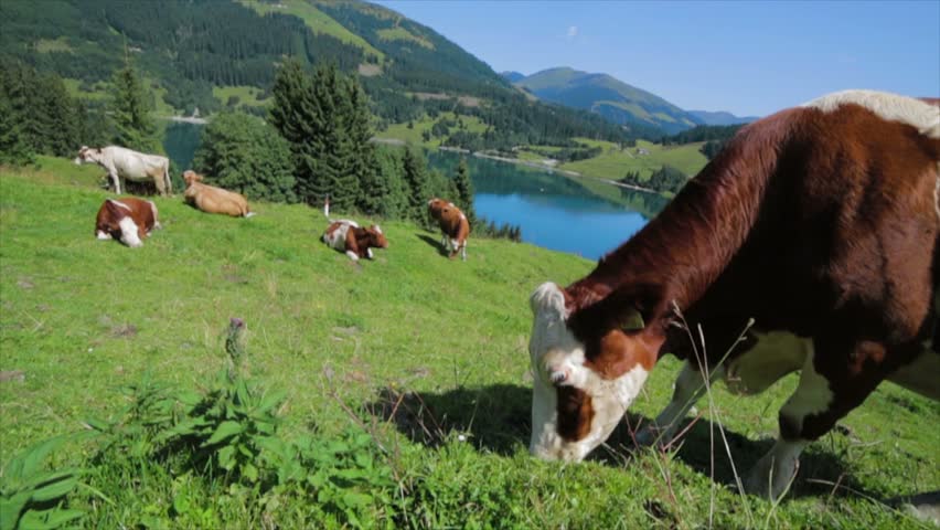 Cows grazing on the green and gorgeous meadow of Europe