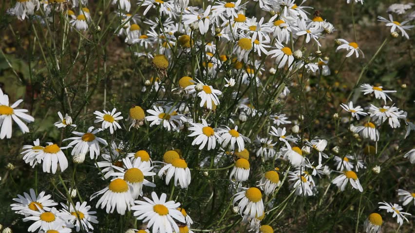 Field of camomiles 
