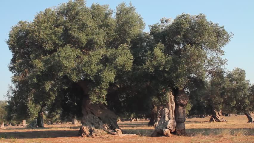 Wind blowing the leaves and branches of two native southern Italian olive trees
