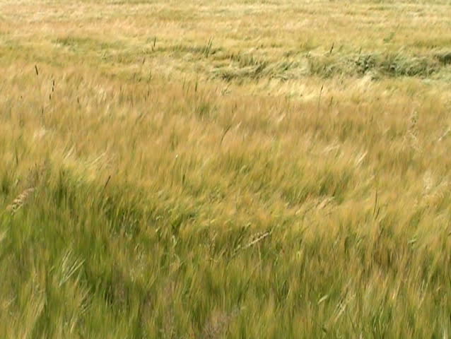 Tall grass blowing in the breeze. 