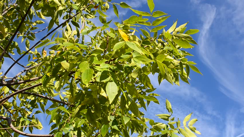 Autumn tree