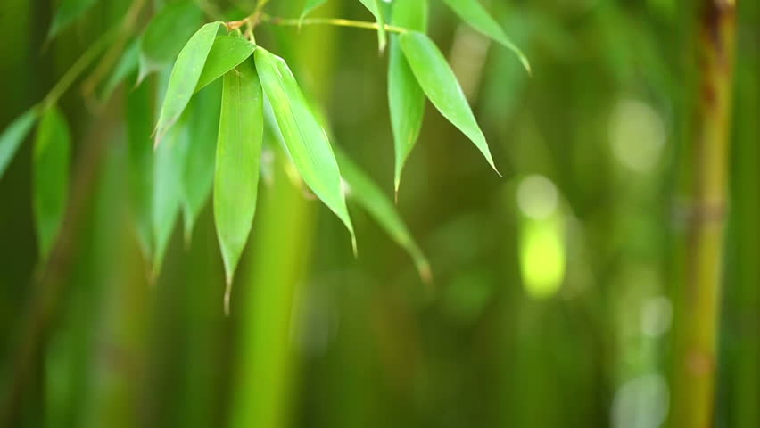 Bamboo forest background. Shallow DOF