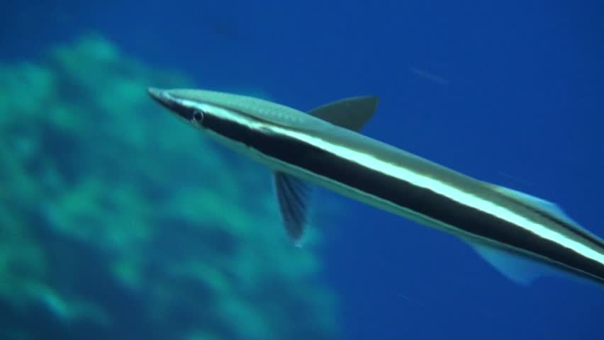A remora uses its modified dorsal fin to attach itself to larger predators like sharks and whales for a free ride.