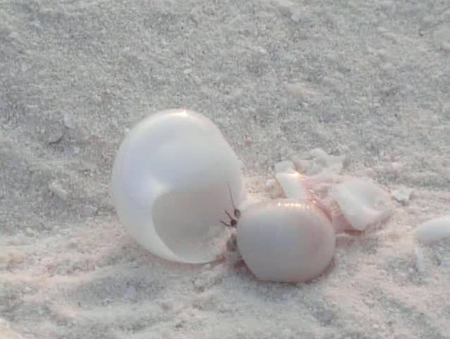  crawfish crawling on the white sand beach