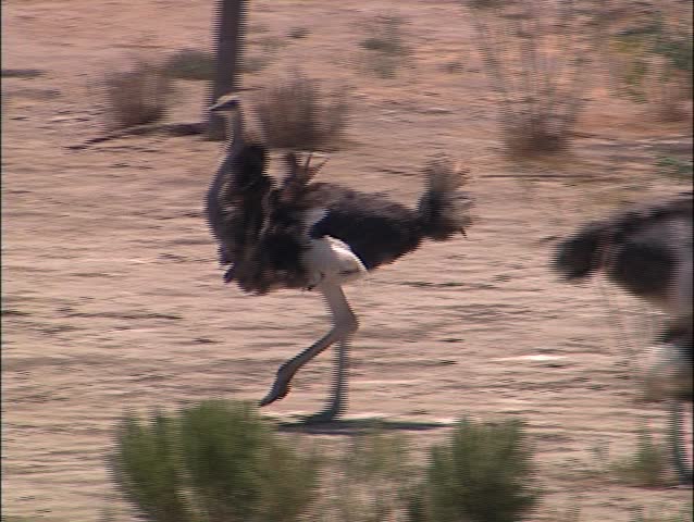Ostrich group browsing for food on open land early afternoon